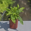 Harts Tongue Fern (Asplenium scolopendrium)